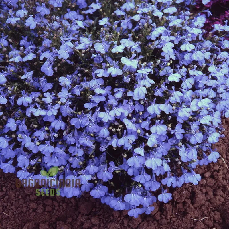 Lobelia Cambridge Blue Flower Seeds, Cultivate Tranquil Elegance in Your Garden with Expert Planting and Gardening Techniques