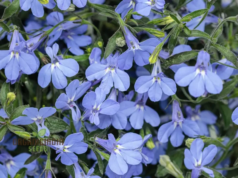 Lobelia Cambridge Blue Flower Seeds, Cultivate Tranquil Elegance in Your Garden with Expert Planting and Gardening Techniques