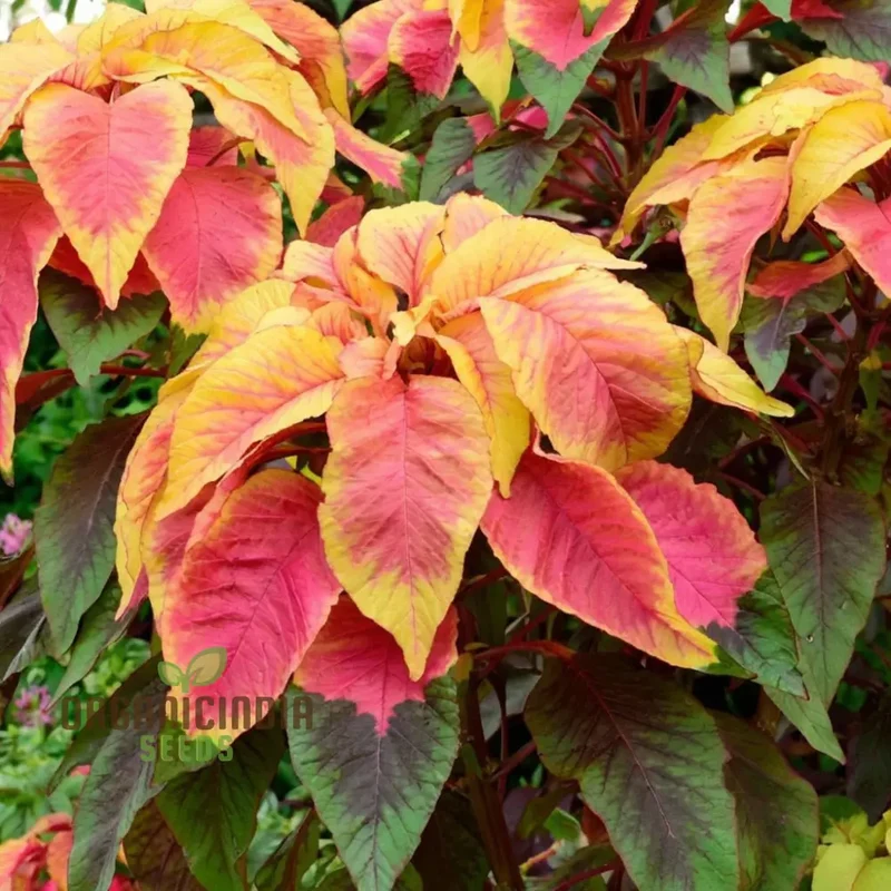 Amaranthus Illumination Seeds – Vibrant Foliage Variety for Colorful Garden Displays