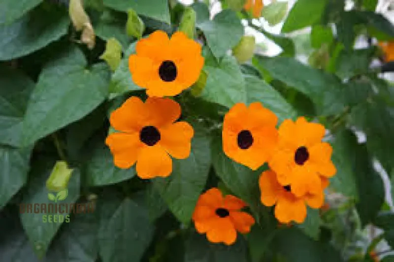 Thunbergia Seeds (Thunbergia Alata Flower Seeds) - Vibrant Climbing Blooms for Gardens