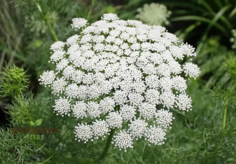 Ammi Majus Seeds For Planting: Discover the Delicate Beauty for Your Garden's Joyous Blooms
