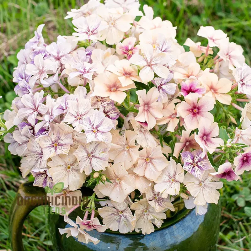 Phlox Crème Brulee Seeds – Premium Creamy Bloom Variety for Garden Planting