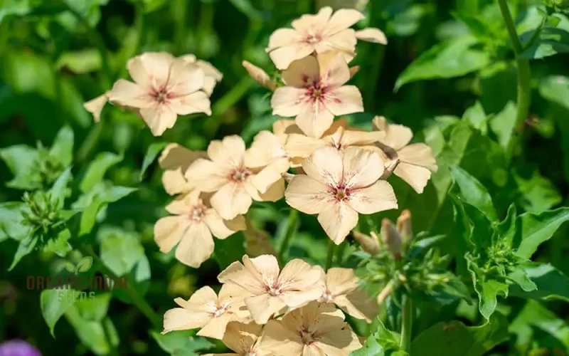 Phlox Crème Brulee Seeds – Premium Creamy Bloom Variety for Garden Planting