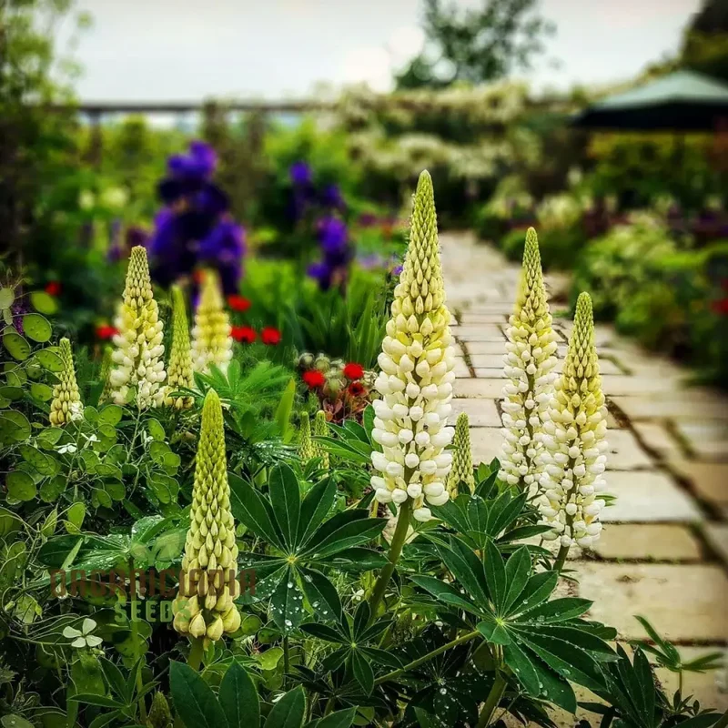 Lupin Russell Chandelier Yellow Seeds – Premium Lupine Variety for Vibrant Garden Displays