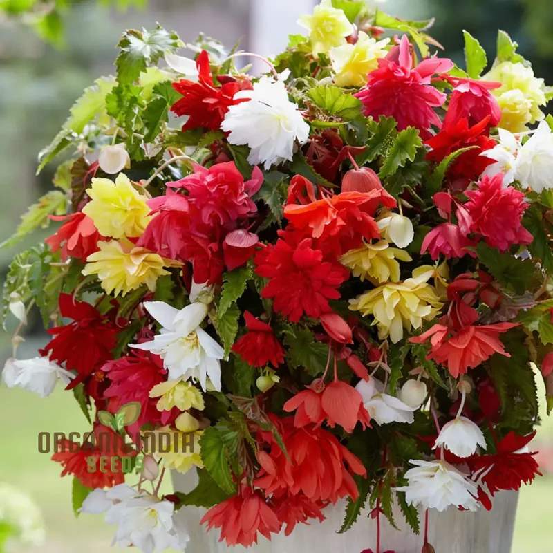 Begonia Illumination Mixed Seeds – Premium Trailing Variety for Radiant Garden Blooms