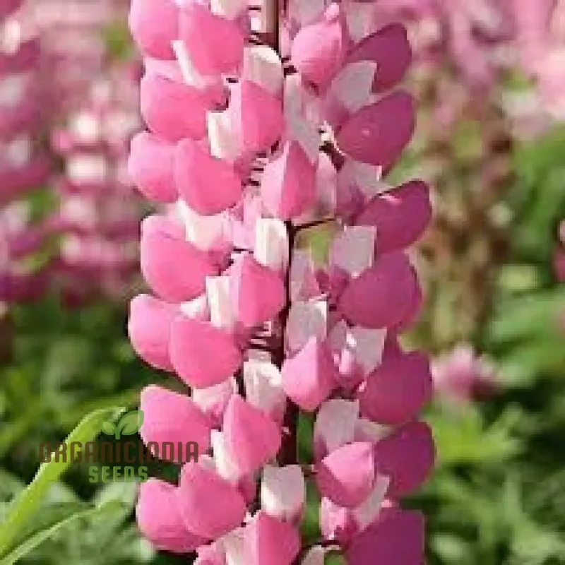Lupin Seeds (Lupin Russell 'The Chatelaine' Seeds) - Pink Timeless Blooms for Gardens
