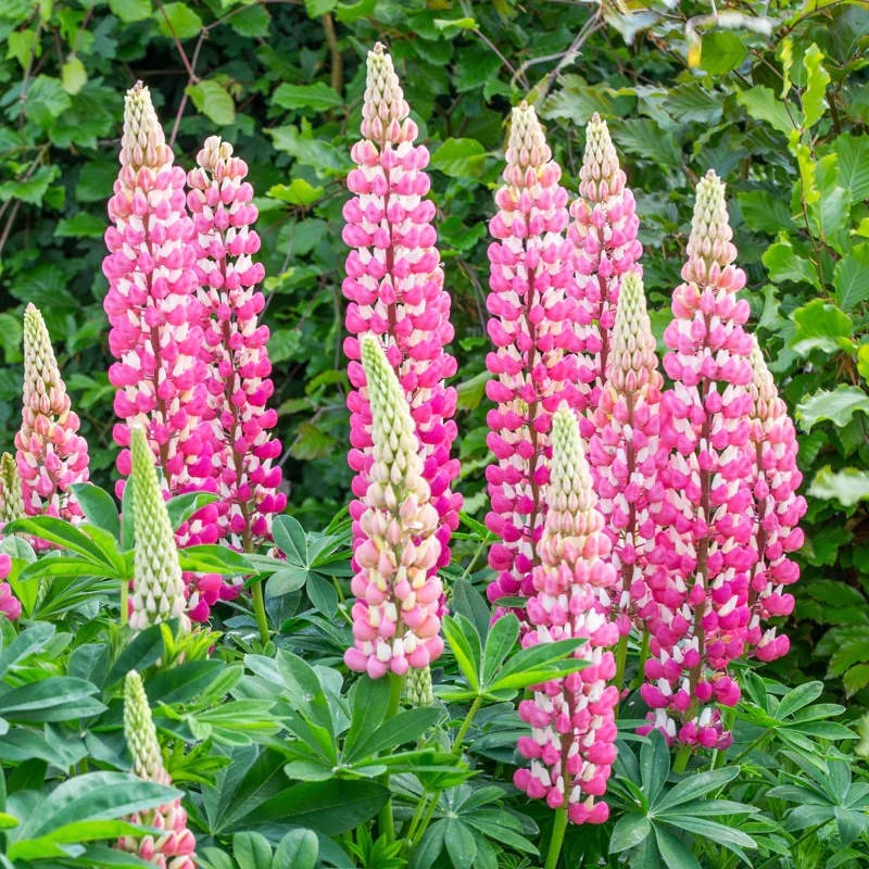 Lupin Seeds (Lupin Russell 'The Chatelaine' Seeds) - Pink Timeless Blooms for Gardens