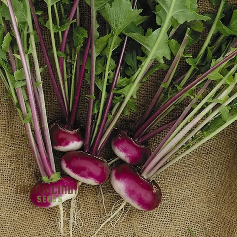 Turnip Milan Purple Top with Premium Vegetable Seeds for a Vibrant and Nutritious Addition to Your Garden