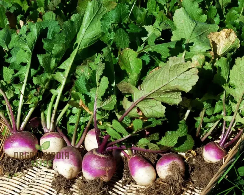 Turnip Milan Purple Top with Premium Vegetable Seeds for a Vibrant and Nutritious Addition to Your Garden