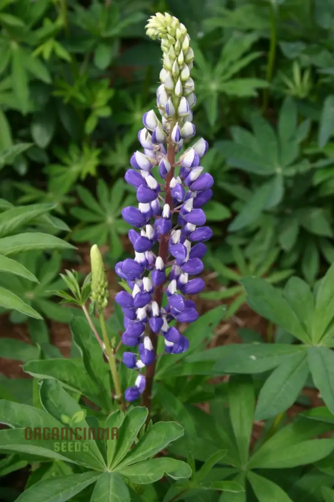 Lupin Seeds (Lupin Russell The Governor) - Navy Blue Gardening Wonder