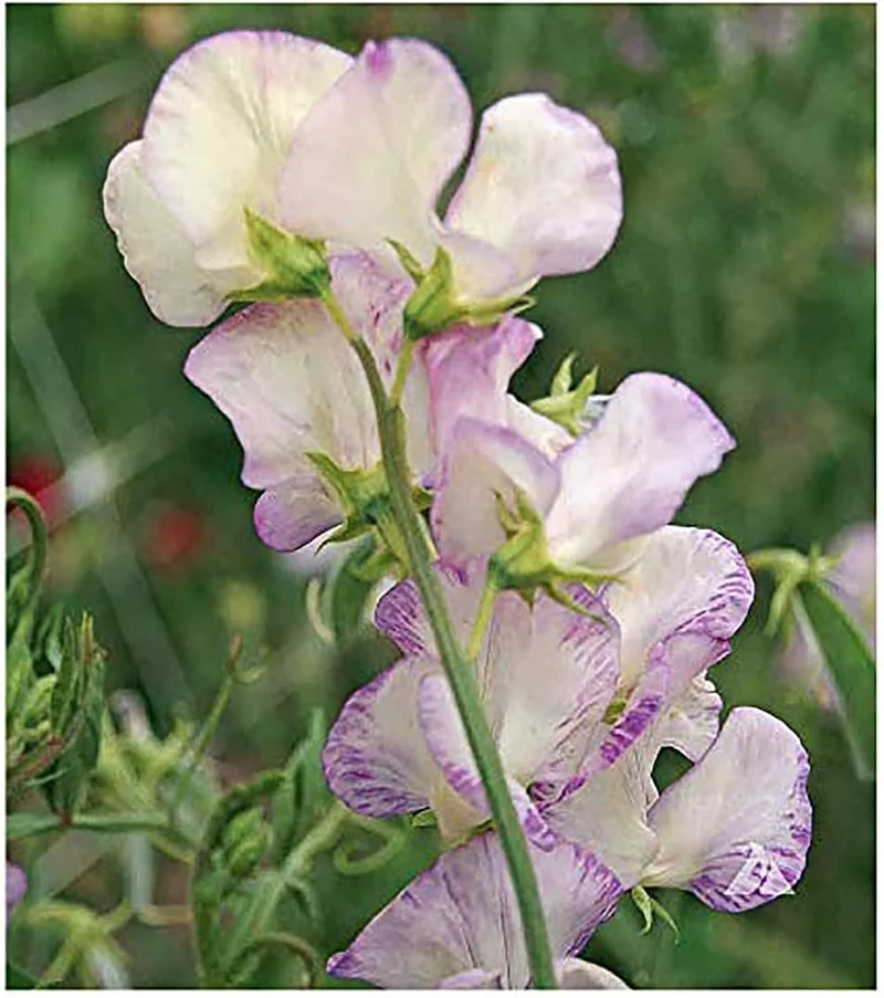 White Sweet Pea Seeds – High Scented Fragrant Garden Blooms