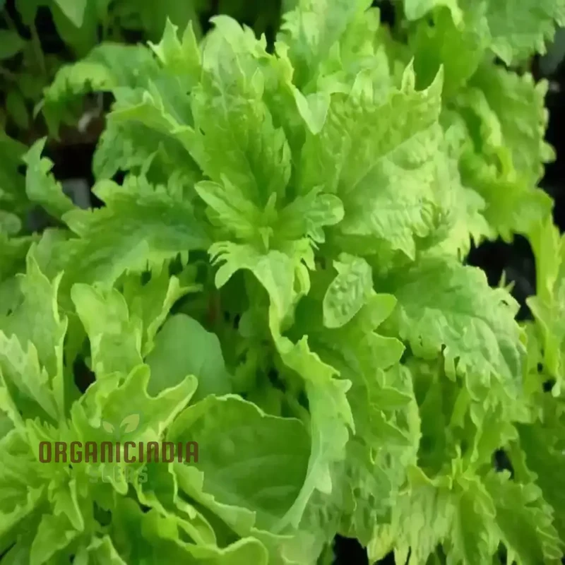 Spicy Sabre Basil Seeds – Heirloom, Aromatic & Easy-Grow Culinary Variety