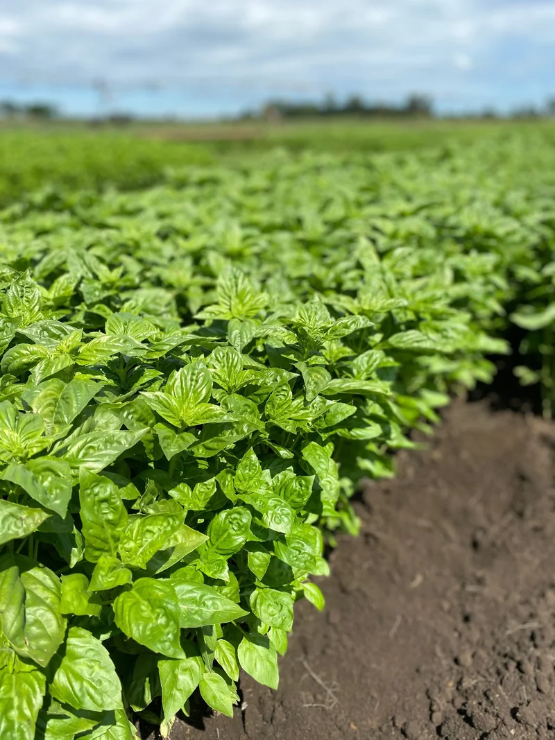 Spicy Sabre Basil Seeds – Heirloom, Aromatic & Easy-Grow Culinary Variety