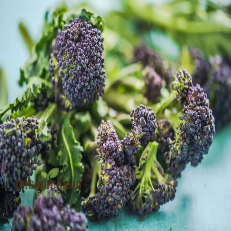 Broccoli 'Rudolph' Vegetable Seeds, Cultivate Healthy and Flavorful Broccoli with Expert Tips on Growing from Seed to Harvest