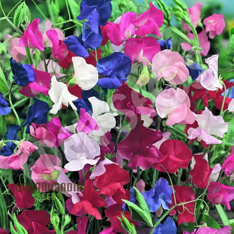 Sweet Pea Spencer Wave Mixed Seeds, Elevate Your Gardening Journey with a Spectacular Mix of Colors and Fragrance!