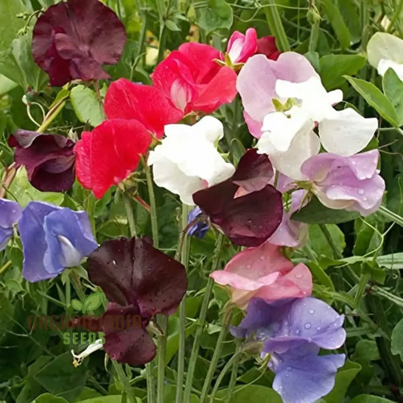 Sweet Pea Spencer Wave Mixed Seeds, Elevate Your Gardening Journey with a Spectacular Mix of Colors and Fragrance!