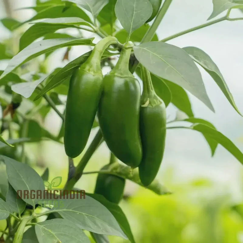 Chilli Jalapeno Seeds - Grow Spicy and Flavorful Jalapeno Peppers in Your Garden