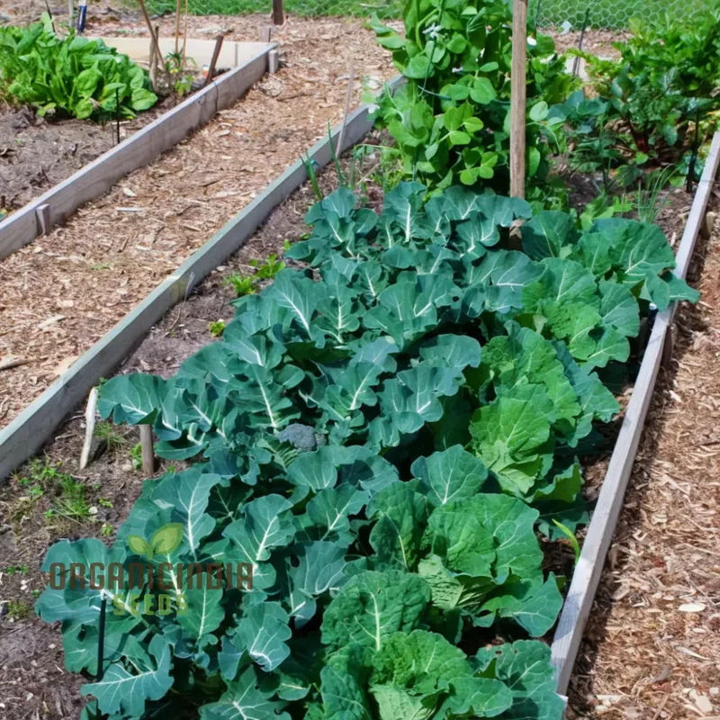 White Sprouting Broccoli from Seeds, Comprehensive Planting and Gardening Guide for Cultivating Healthy and Flavorful Garden Greens