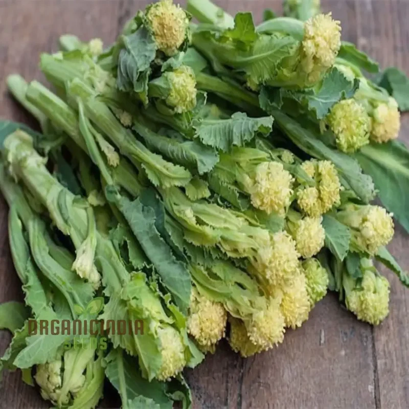 White Sprouting Broccoli from Seeds, Comprehensive Planting and Gardening Guide for Cultivating Healthy and Flavorful Garden Greens