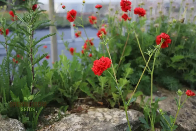 Geum Flora Plena Blazing Sunset Flower Seeds, Premium Garden Seeds for Stunning Blooms Gardening