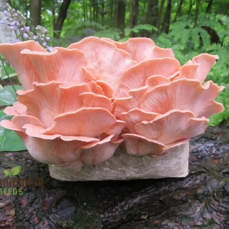Pink Oyster Mushroom Beauty Vegetable Seeds Planting and Gardening