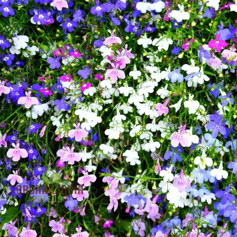 Cornflower and Lobelia String of Pearls Seeds for Gardening Enthusiasts - Cultivated for Stunning Blooms