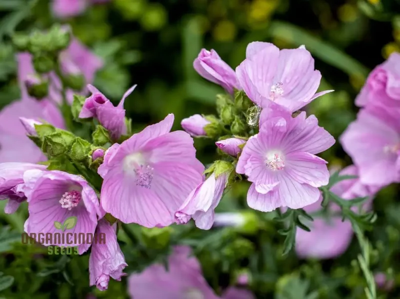 The Mallow Musk Flower Seeds For Planting: Premium Floral Fragrance for Blooming Beauties - A Gardener's Delight in Every Petal