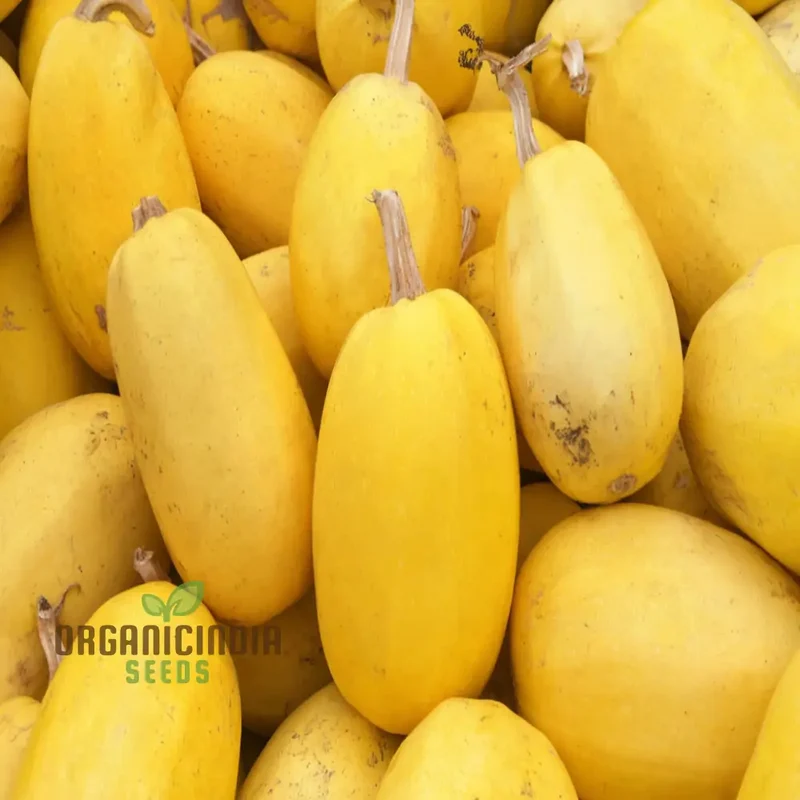 Winter Squash Spaghetti Seeds, Heirloom Vegetable Seeds for Planting in Your Garden