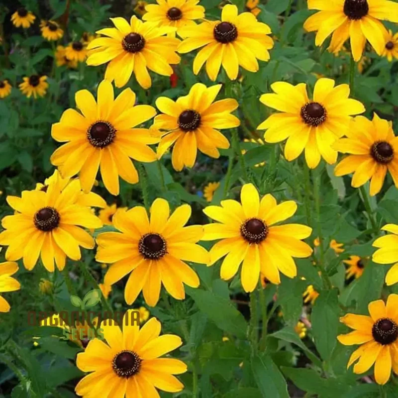 Miniature Sunflower - Desi Flower Seeds for Your Planting and Gardening Pleasure