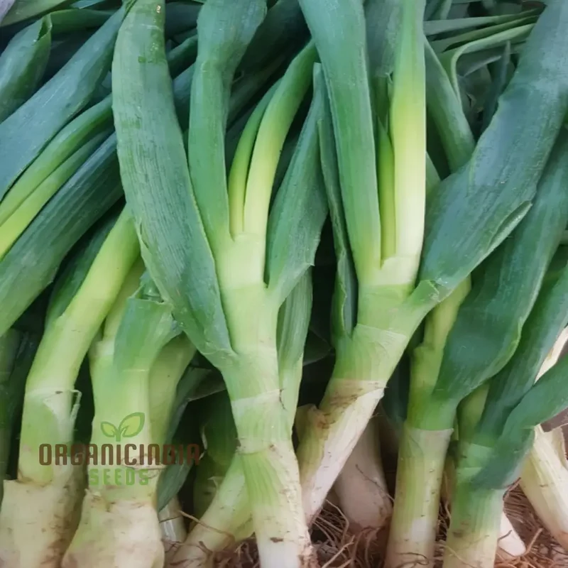 Leek Chef's White Seeds or Zinnia Imported Flower Seeds for Gardening Enthusiasts: High-Quality Seeds for Bountiful Harvests