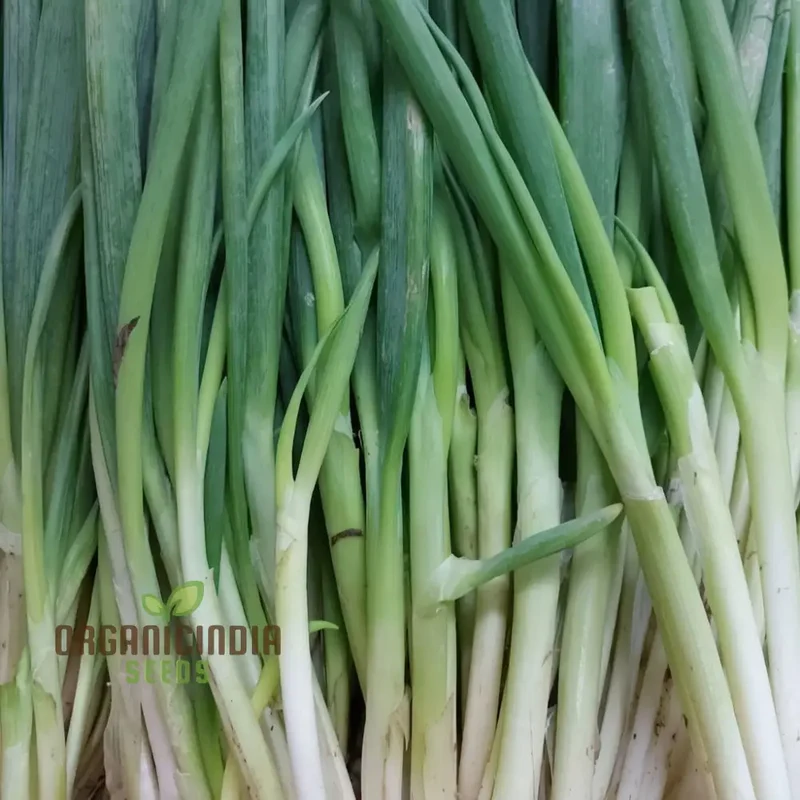 Leek Chef's White Seeds or Zinnia Imported Flower Seeds for Gardening Enthusiasts: High-Quality Seeds for Bountiful Harvests