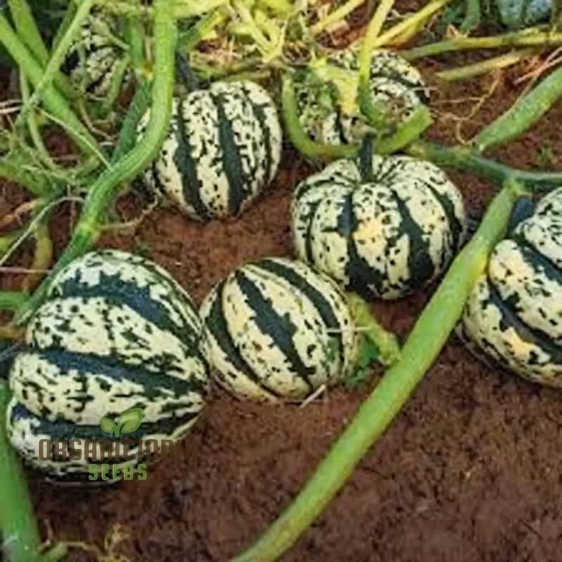 Winter Squash Heart of Gold vegetable Seeds, Heirloom Varieties for Home Gardening