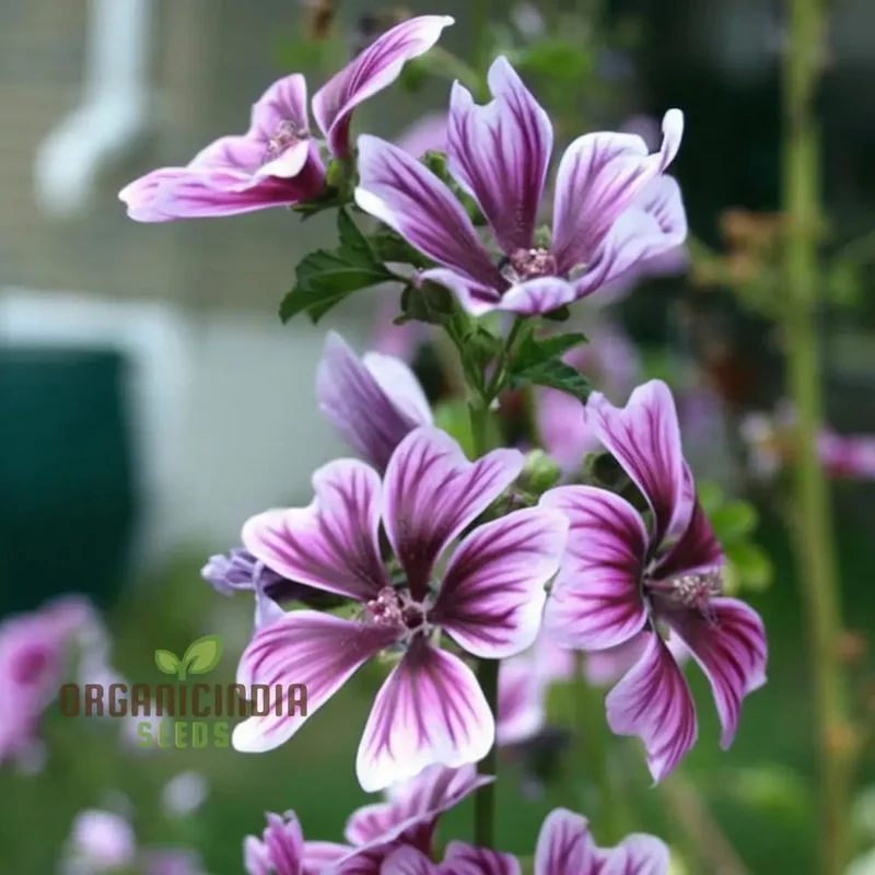 Hollyhock Malva Seeds – Tall Cottage Garden Blooms for Elegant Landscaping