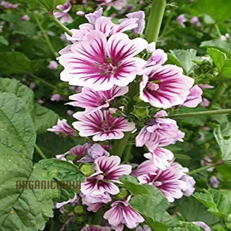 Hollyhock Malva Seeds – Tall Cottage Garden Blooms for Elegant Landscaping