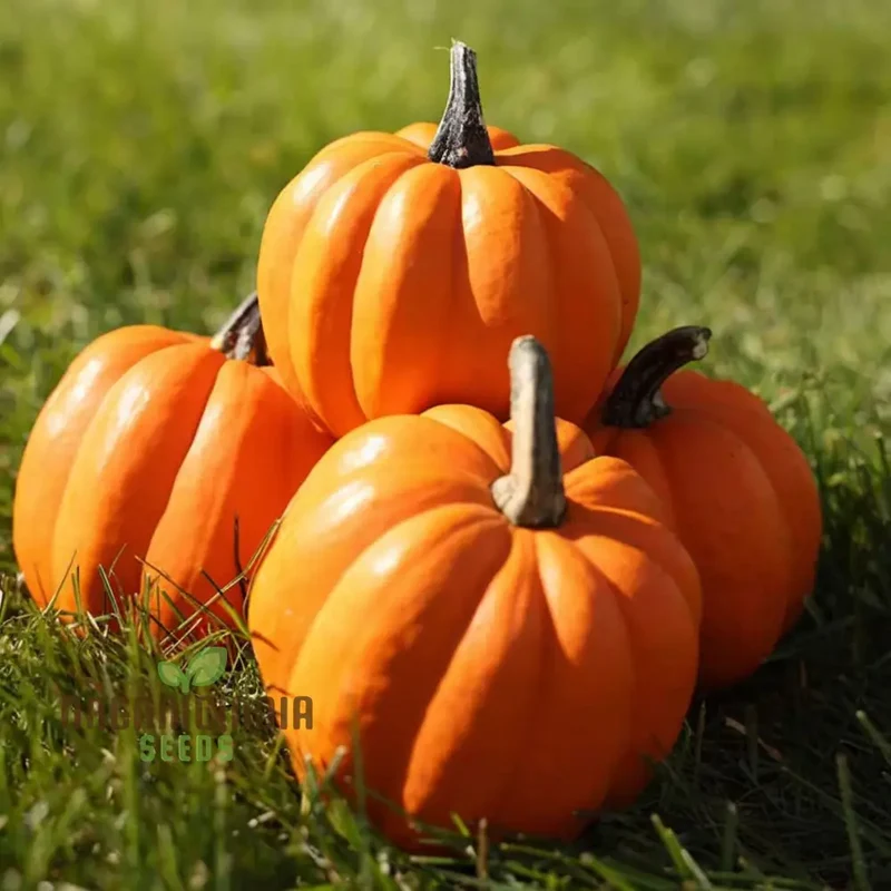 Winter Squash Goldilocks vegetable Seeds, High-Yield Sweet Flavor Perfect for Home and Garden