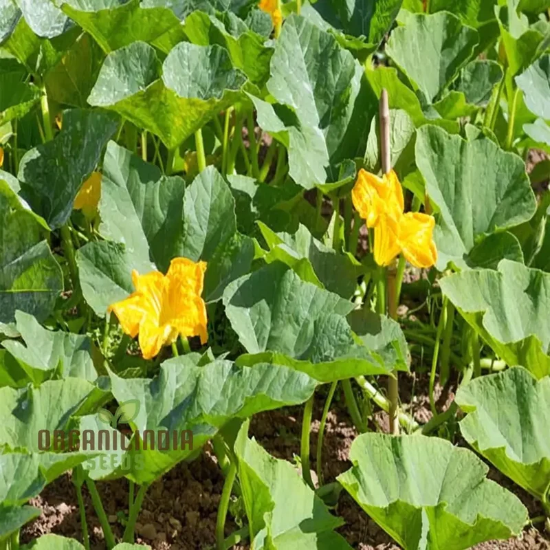 Winter Squash Goldilocks vegetable Seeds, High-Yield Sweet Flavor Perfect for Home and Garden