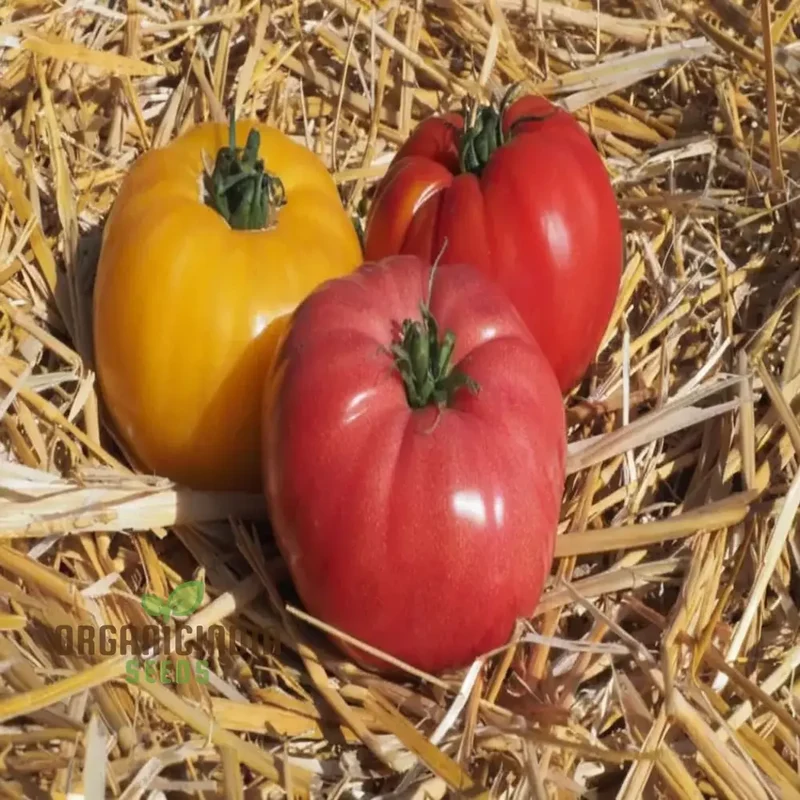 Buffalosun Tomato Seeds, High Yield Heirloom Variety Perfect for Juicy Slicing and Salads