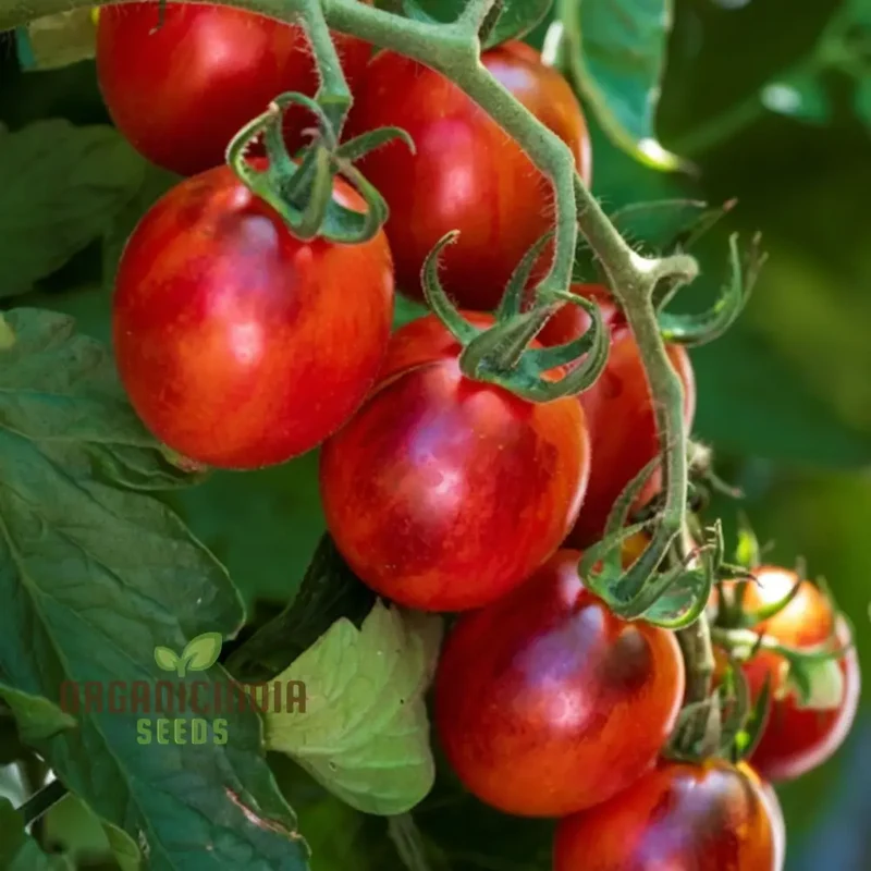 Tomato Black Moon Vegetable Seeds, Premium Grow Your Own Delicious Garden Tomato Seeds