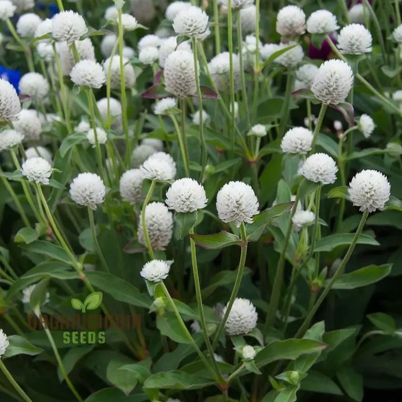 Gomphrena White Seeds – Premium Globe Amaranth Variety for Elegant Garden Blooms