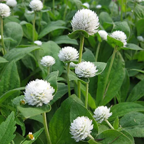 Gomphrena White Seeds – Premium Globe Amaranth Variety for Elegant Garden Blooms