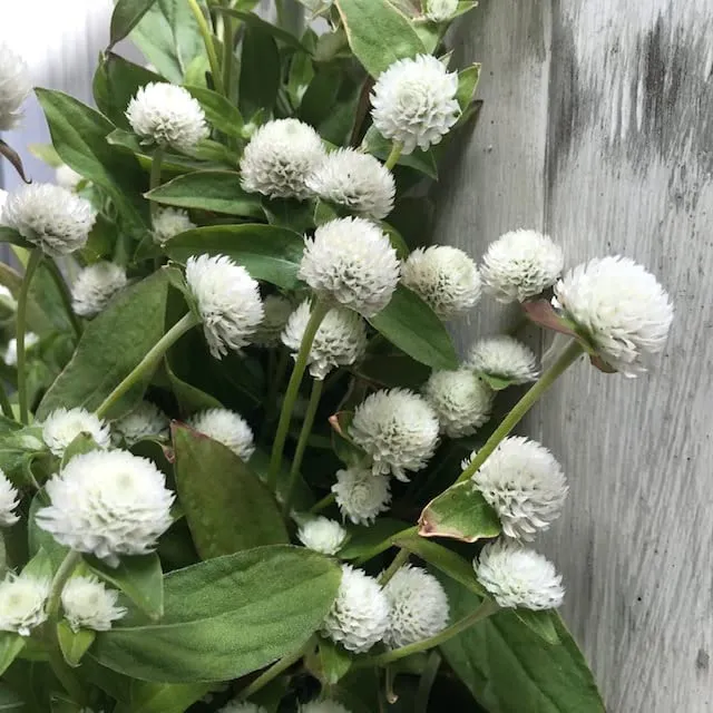 Gomphrena White Seeds – Premium Globe Amaranth Variety for Elegant Garden Blooms