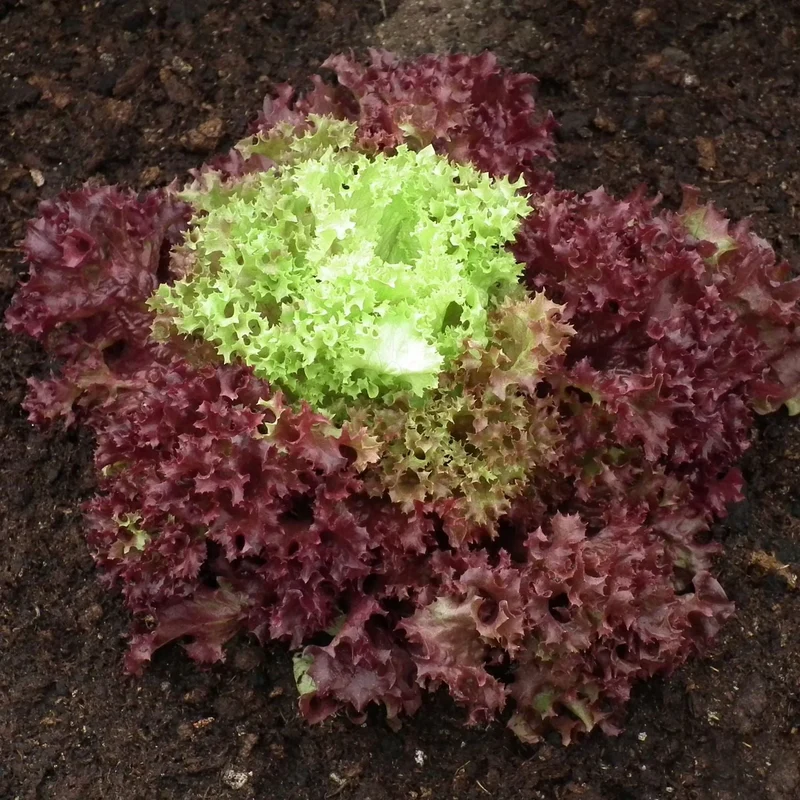 Organic Lollo Rossa Lettuce Seeds for Gardening Enthusiasts | Shop Premium Garden Seeds