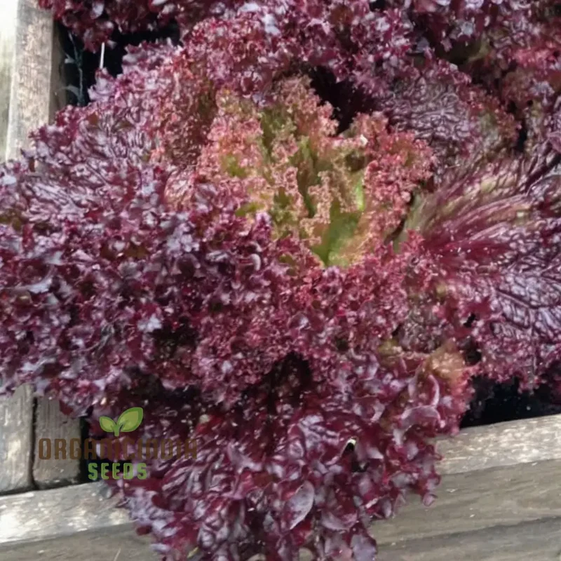 Organic Lollo Rossa Lettuce Seeds for Gardening Enthusiasts | Shop Premium Garden Seeds