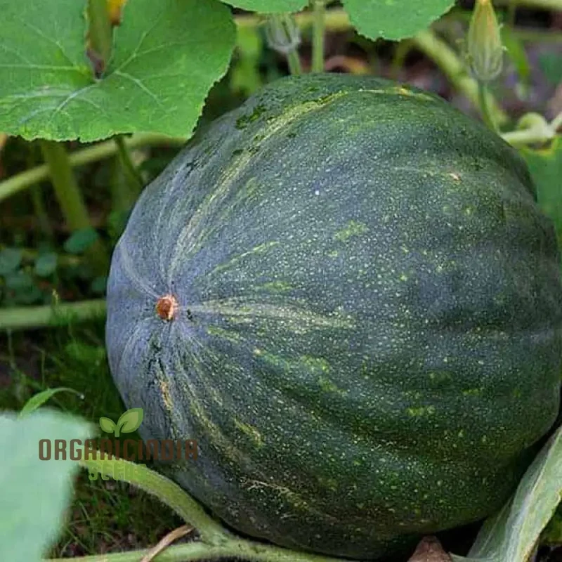 Green Pumpkin Vegetable Seeds, Premium Seeds for Planting And Gardening Enthusiasts, Ideal for Growing and Harvesting Fresh Produce