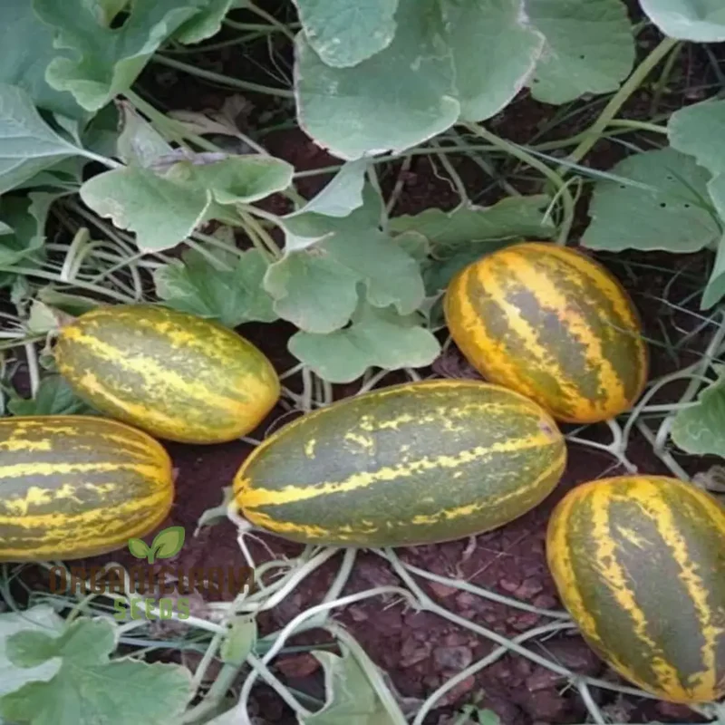 Sambar Cucumber Seeds, Premium High Yield, Disease Resistant, Ideal for Home Gardening