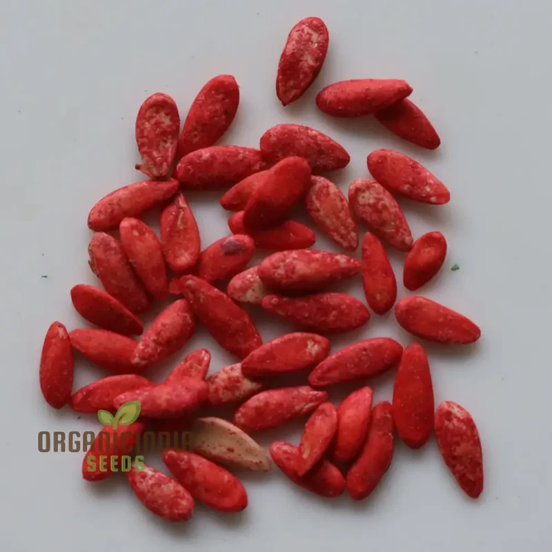 Sambar Cucumber Seeds, Premium High Yield, Disease Resistant, Ideal for Home Gardening