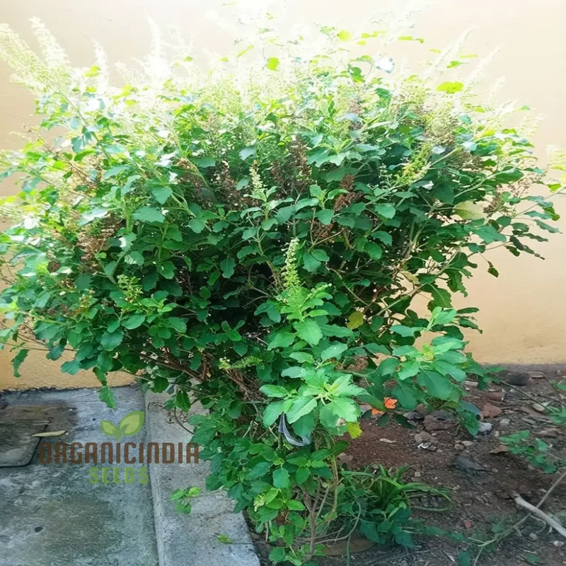 Lakshmi Tulasi Seeds or Basil Herb Seeds For Planting
