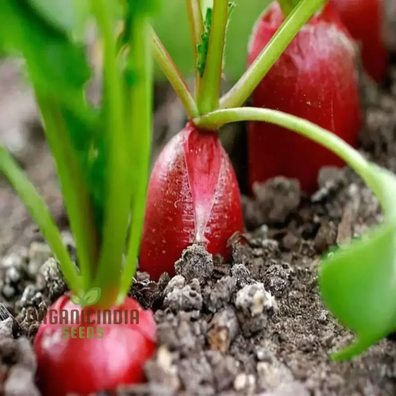Red Radish Seeds, Fast Growing, Crisp & Flavorful Vegetable Seeds, Perfect for Home Gardening