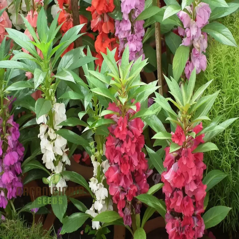Balsam Tom Thumb Mixed Flower Seeds - Vibrant, Compact Blooms, Perfect for Gardens