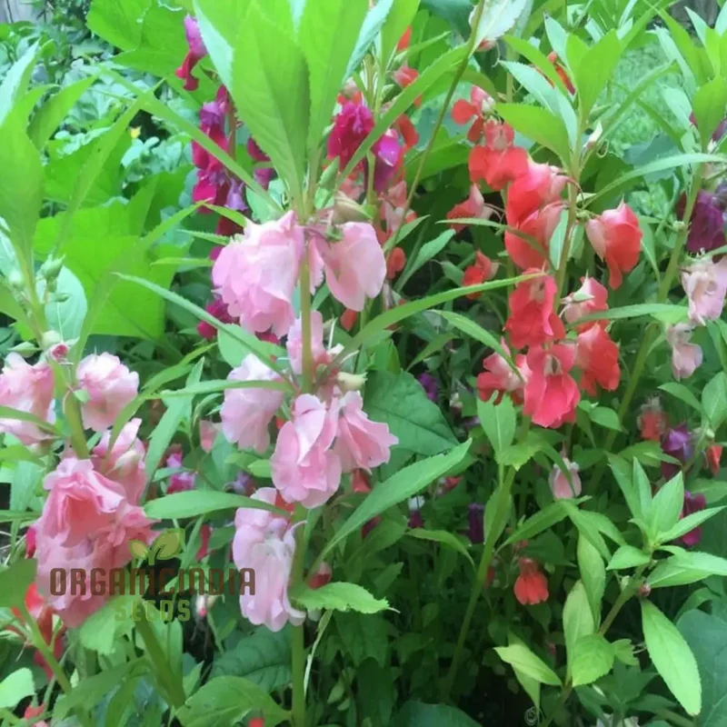 Balsam Tom Thumb Mixed Flower Seeds - Vibrant, Compact Blooms, Perfect for Gardens
